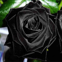 Hoa hồng đen huyền bí ở Thổ Nhĩ Kỳ