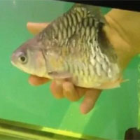 Video: Cá mất nửa cơ thể vẫn sống