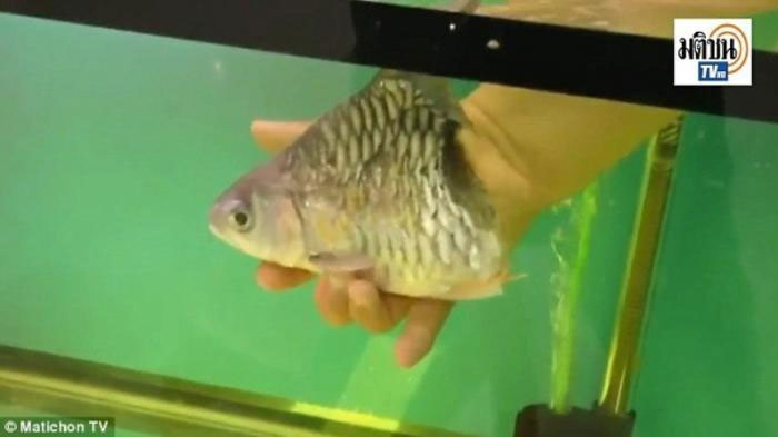 Chú cá tội nghiệp được một người đàn ông đem về nuôi. Chú cá tội nghiệp được một người đàn ông đem về nuôi.