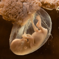 Bật mí cách hình thành của phôi thai người