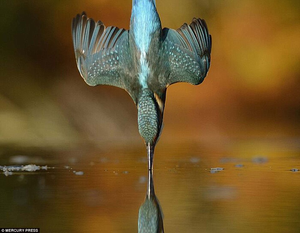Khoảnh khắc đẹp của chim bói cá