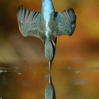 Bức ảnh chim bói cá tốn 4200 giờ trong 6 năm và 720000 bức ảnh để ghi lại
