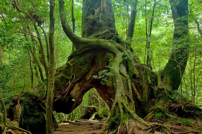 Đảo Yakushima - Di sản thiên nhiên thế giới tại Nhật Bản