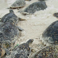 Hàng nghìn con rùa sắp tuyệt chủng đến bờ biển Nicaragua đẻ trứng
