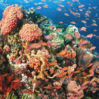 Công viên tự nhiên Tubbataha Reefs Marine