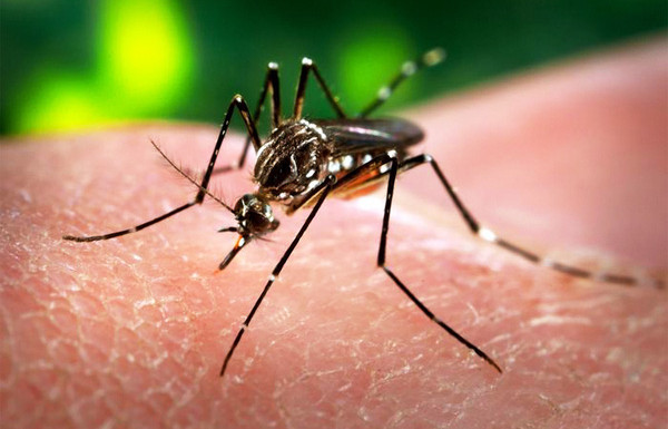 Tìm hiểu loại virus Zika 