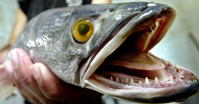 6 loài động vật nguy hiểm đe dọa nước Mỹ