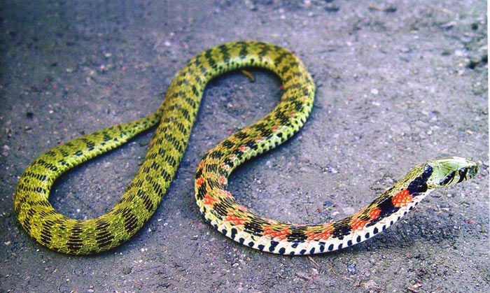 Loài rắn nước độc (tên khoa học là Rhabdophis tigrina) sống ở nhiều vùng thuộc Đông Á lợi dụng chất độc để tấn công các con mồi khác.