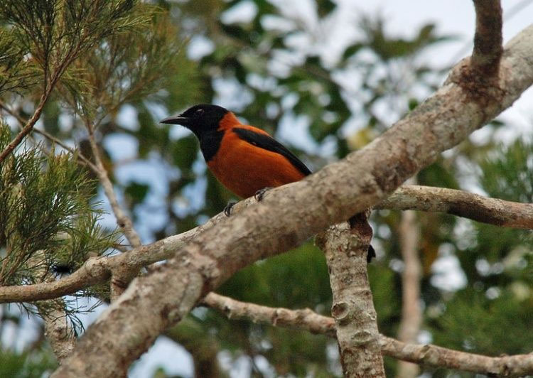 Sáo đá Guinnea (Pitohui dichrous) có chất độc tương tự nhái độc.