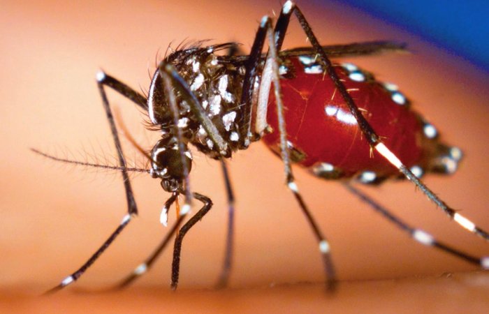 Muỗi truyền virus Zika cũng là muỗi gây sốt xuất huyết đang lưu hành ở Việt Nam. 