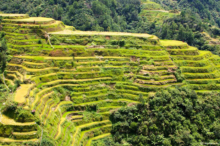 Các ruộng bậc thang tại Philippine Cordilleras được tìm thấy trên các núi thuộc tỉnh Ifugao