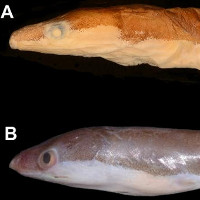 Phát hiện loài cá Chình mới thuộc họ cá Chình giả (Chlopsidae)