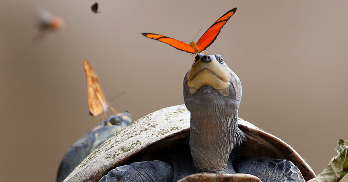 "Nạn nhân" phải hứng chịu sự tự nhiên của loài bướm thường là rùa.