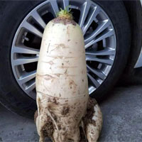 Củ cải trắng to gần bằng lốp ôtô