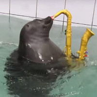 Video: Hải cẩu thổi kèn và vẽ tranh thuần thục