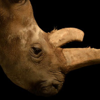 Tế bào gốc cứu tê giác trắng phương Bắc khỏi tuyệt chủng