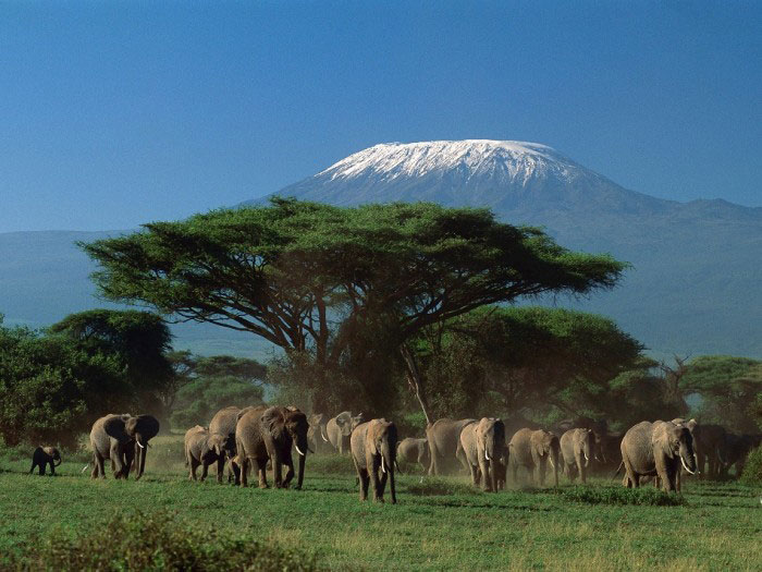 Vườn quốc gia núi Kenya là nơi sinh trưởng của vô số loài động vật hoang dã 