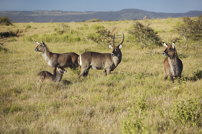 Unesco đã công nhận Vườn quốc gia núi Kenya của Kenya là Di sản Thiên nhiên thế giới năm 1997.