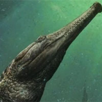 Machimosaurus rex: Loài cá sấu nước mặn to lớn nhất từng được con người phát hiện