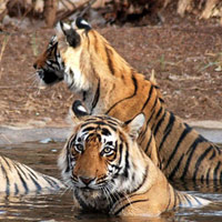 Khu bảo tồn Sundarbans