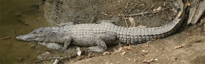 Khu bảo tồn Sundarbans