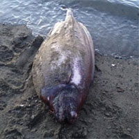 Cá lạ sống ở độ sâu 1.500 mét dạt vào bờ biển Alaska