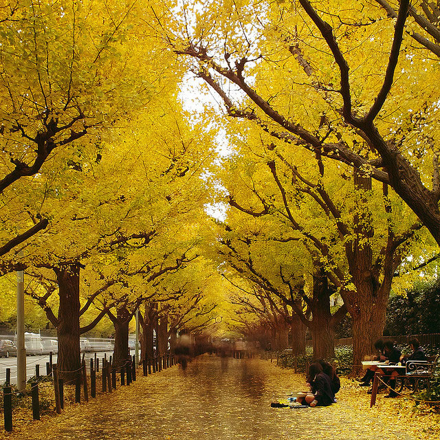 Đường cây bạch quả này nằm bên ngoài khuôn viên vườn Meiji Shrine, thuộc Shibuya, Tokyo.