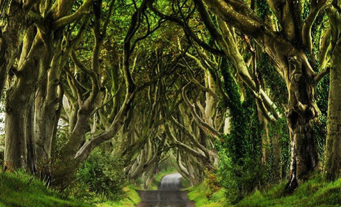 Hàng rào Trung cổ ở Bắc Ireland được cho là đã 300 tuổi đời.