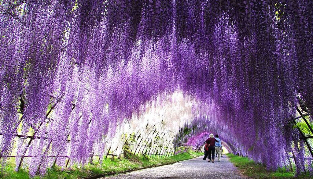Đường hầm hoa tuyệt đẹp nằm trong khuôn viên vườn Kawachi Fuji tại Kitakyushu, Nhật Bản.