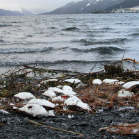 Hơn 8.000 chim biển chết bất thường dọc bãi biển Alaska