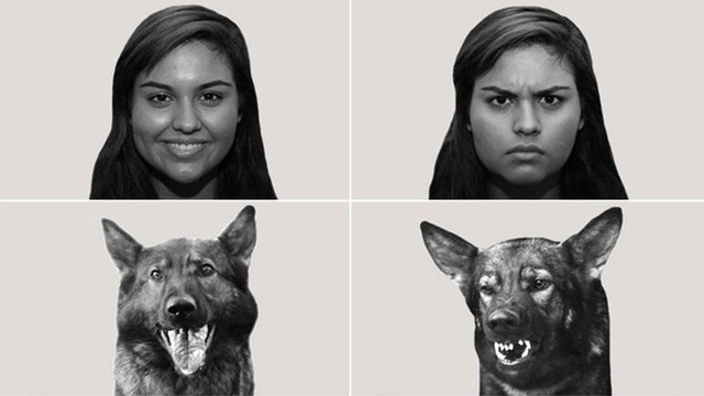 Những chú chó luôn có một sự tập trung nhất định mỗi khi âm thanh chúng nghe được có mô tả cảm xúc khớp với tấm hình chúng đang theo dõi.