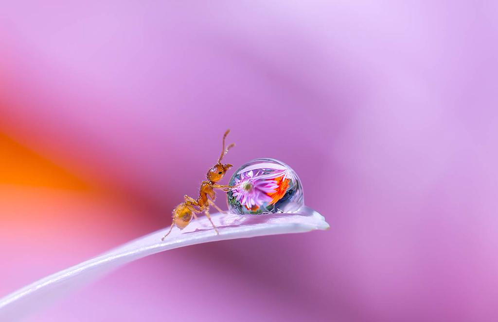 Đừng bỏ lỡ cơ hội chiêm ngưỡng những hình ảnh tuyệt đẹp về con kiến. Một sự kỳ diệu khi xem chúng sinh hoạt và làm việc trong tự nhiên. Tất cả sẽ được tái hiện một cách chân thực để bạn thưởng thức.