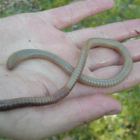 Phát hiện loài giun đất giống rắn nhỏ ở Scotland
