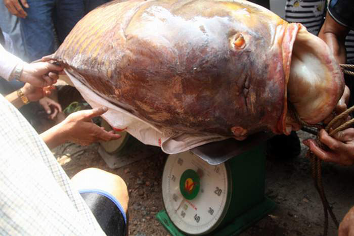 11 loài cá khổng lồ có nguy cơ tuyệt chủng