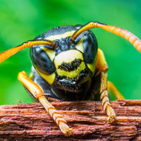 Nọc độc ong bắp cày có thể giết chết tế bào ung thư
