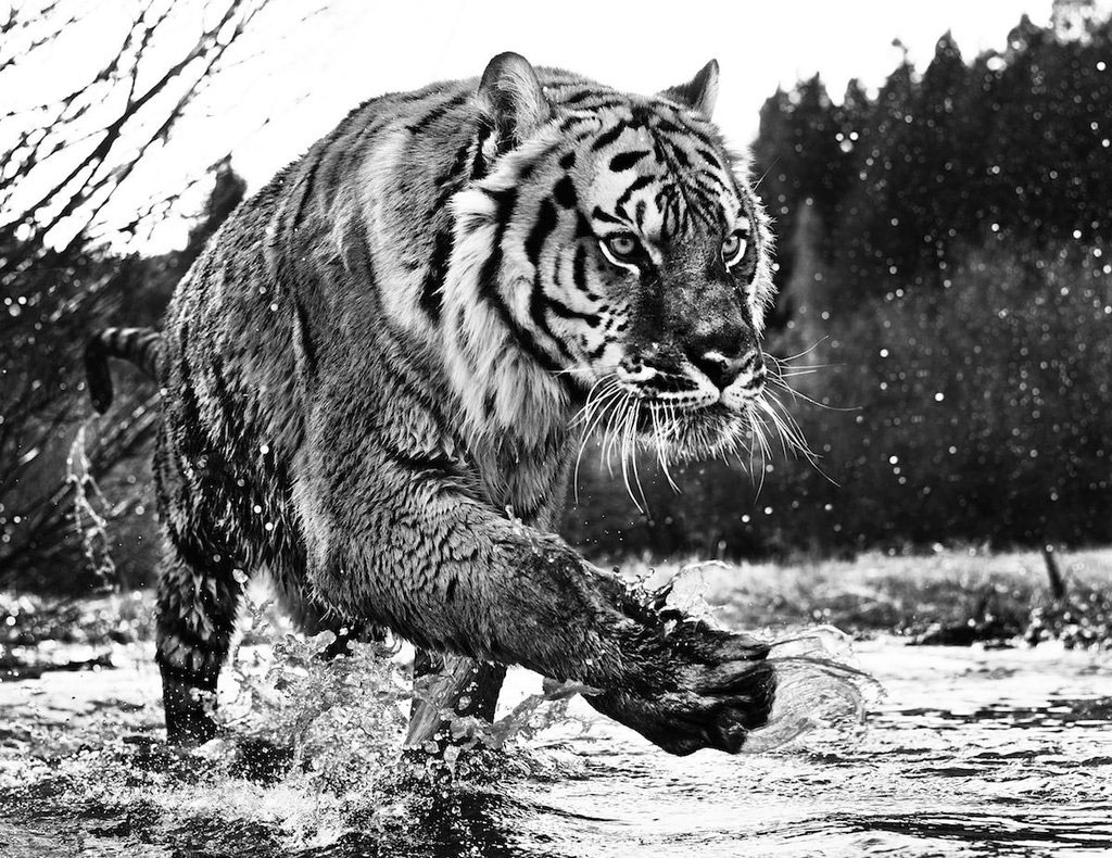 Những bức ảnh đen trắng tuyệt đẹp về thế giới động vật hoang dã ...