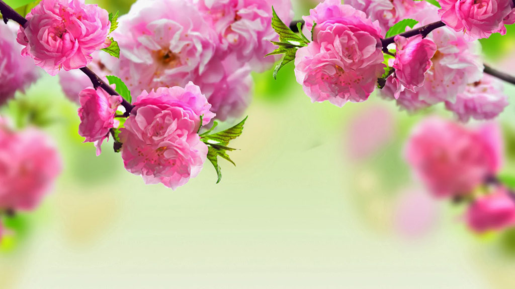 Hoa đào đón tết 2021, tạo cảm hứng cho bạn trong tất cả những khoảnh khắc xuân tươi đẹp. Điều đầy hy vọng và niềm tin với tình yêu đất nước, hoa đào là biểu tượng của sự thịnh vượng lâu dài. Hãy để hoa đào đem đến cho bạn niềm vui và sự tràn đầy năng lượng cho mùa xuân này.