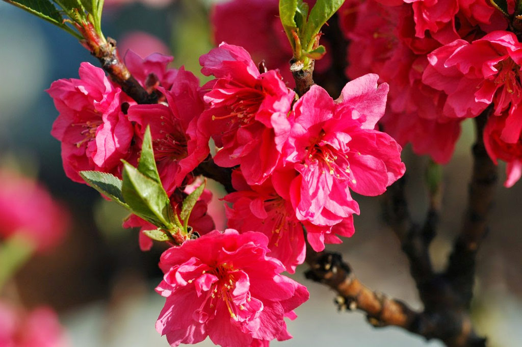 Chùm ảnh: Hoa đào đẹp rực rỡ đón tết 2021 - KhoaHoc.tv