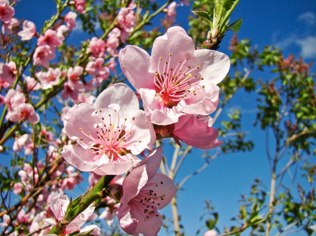 19 hình ảnh hoa đào đẹp Những gốc cây hoa đào tết 2016  hoinam53  Hoa   Vingle Interest Network