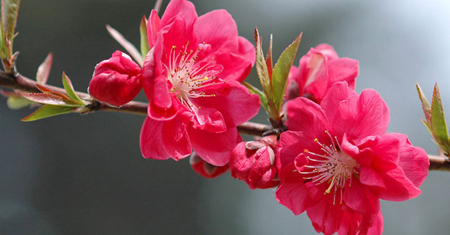 Tìm hiểu về danh sách các loại hoa đào đẹp nhất trên thế giới ngày Tết?
