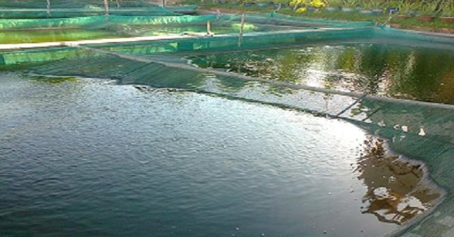 Cách chống rét cho cá giống, tôm giống