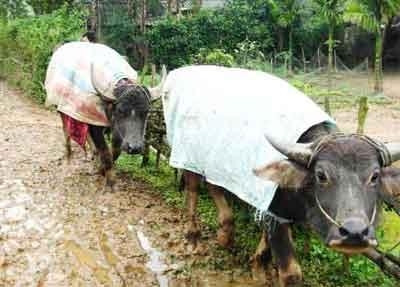 Biện pháp phòng chống rét cho trâu bò