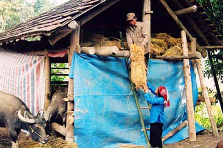 Biện pháp phòng chống rét cho trâu bò