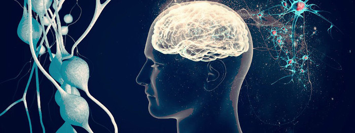 Đã lý giải được tại sao não lại sử dụng quá nhiều năng lượng?