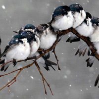 Loài chim "kề vai sát cánh" với nhau vượt qua khó khăn như thế nào?