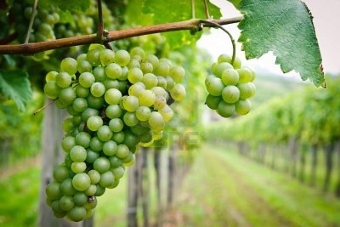 Cảnh quan văn hóa Wachau