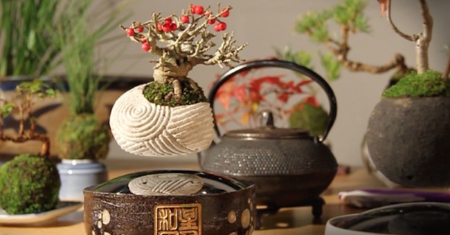 Độc đáo cây bonsai bay lơ lửng trên không