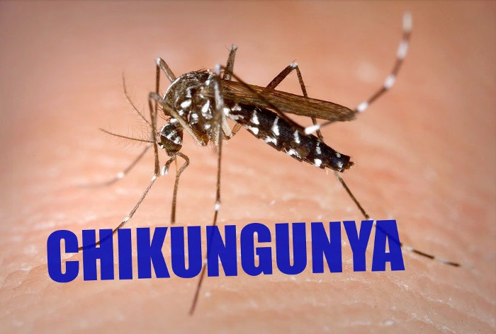 Những căn bệnh khủng khiếp do muỗi lây truyền