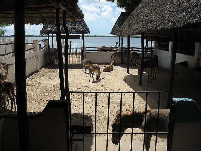 Thị trấn cổ Lamu