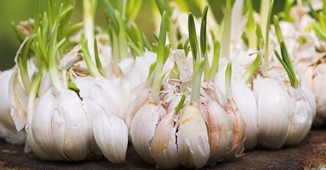 Tỏi mọc mầm - khắc tinh của bệnh ung thư